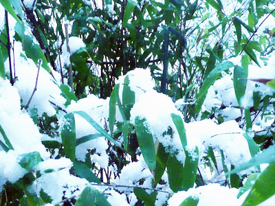 Black Bamboo covered in Snow